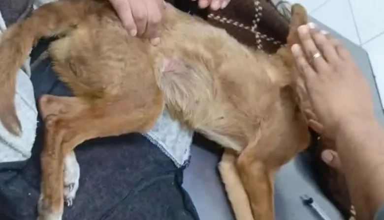 La mujer acusada de maltratar a una perrita que murió denuncia amenazas