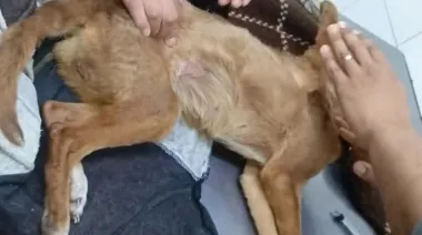 La mujer acusada de maltratar a una perrita que murió denuncia amenazas