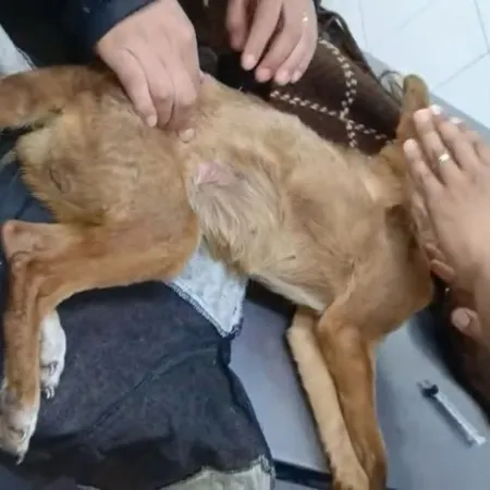 La mujer acusada de maltratar a una perrita que murió denuncia amenazas